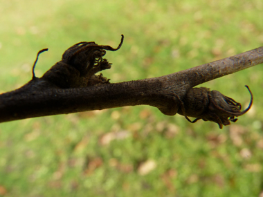 Petits bourgeons pointus dotés de petits fils. Agrandir dans une nouvelle fenêtre (ou onglet)